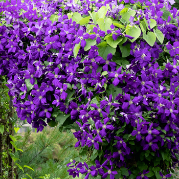 picture of a clematis vine, clematis