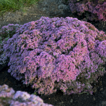 This is a picture of a sedum stonecrop plant.