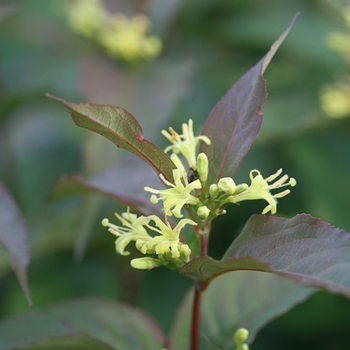 This is a picture of a diervilla honeysuckle shrub.