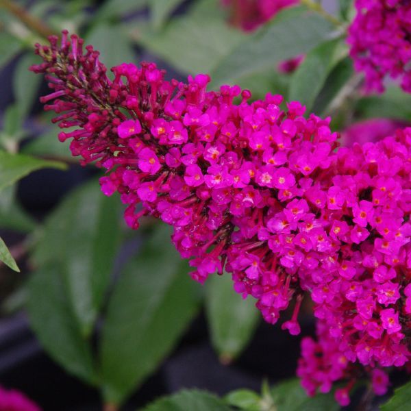 picture of a butterfly bush