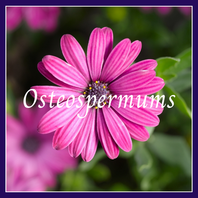 This is a picture of an osteospermum.