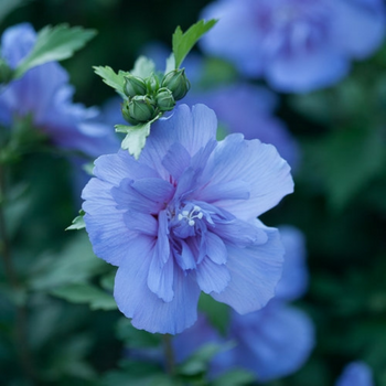 This is a picture of a hibiscus rose of sharon shrub.