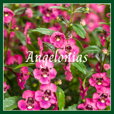 This is a picture of an angelonia plant.