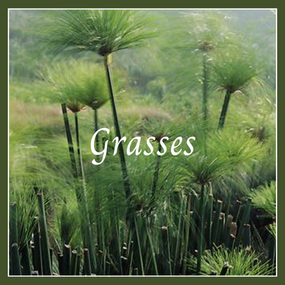 This is a picture of an annual grass.