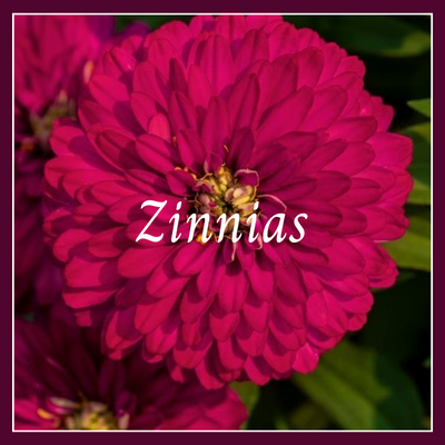 This is a picture of a zinnia plant.