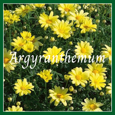 This is a picture of an argyranthemum.