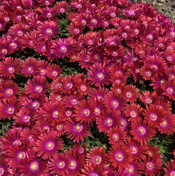 This is a picture of a ground cover plant.