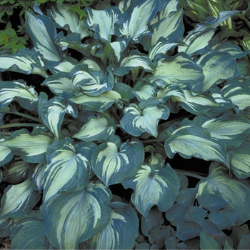 This is a picture of a hosta plant.