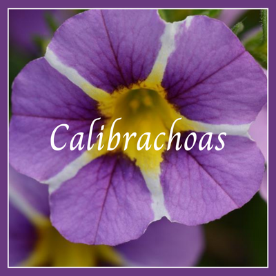 This is a picture of a calibrachoa plant.