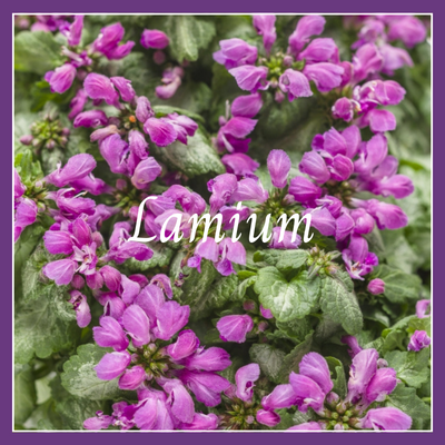 This is a picture of a lamium plant.
