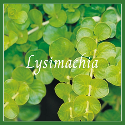 This is a picture of lysimachia creeping Jenny plant.