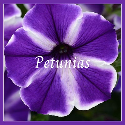 This is a picture of a petunia plant.