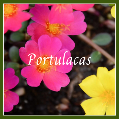 This is a picture of a portulaca plant.