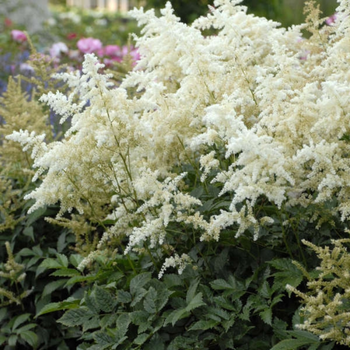 This is a picture of an astilbe plant.
