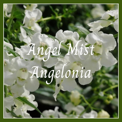 This is a picture of an angelonia plant.
