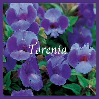 This is a torenia plant.