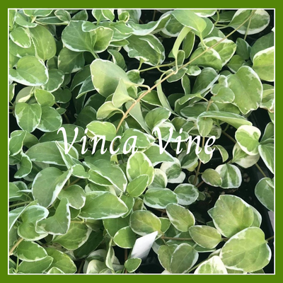 This is a picture of a vinca vine plant.