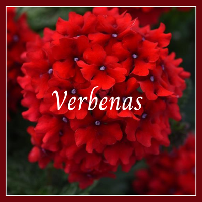 This is a picture of a verbena plant.