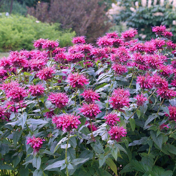 This is a picture of a monarda bee balm plant.