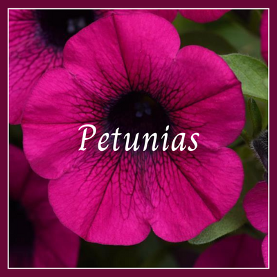 This is a picture of a petunia plant.