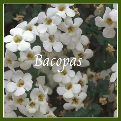 This is a picture of a bacopa plant.