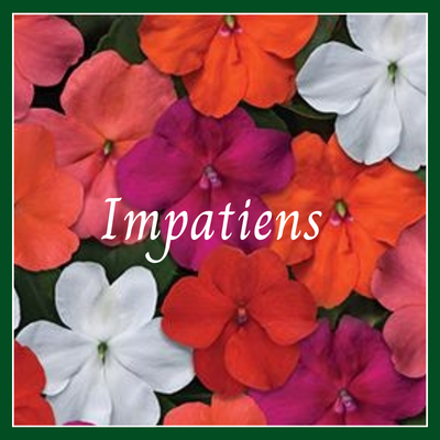 This is a picture of an impatien plant.