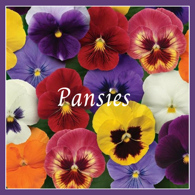 This is a picture of a pansy plant.