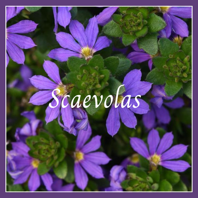 This is a picture of a scaevola plant.