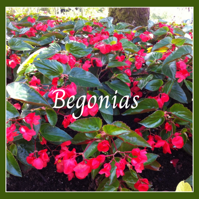 This is a picture of a begonia plant. 