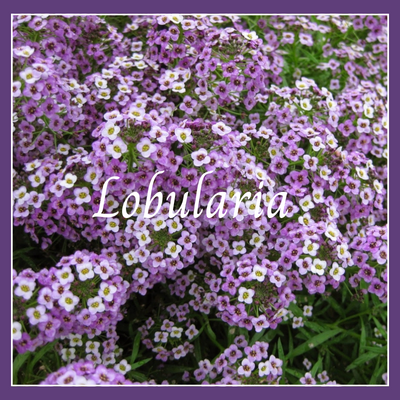 This is a picture of a lobularia plant.