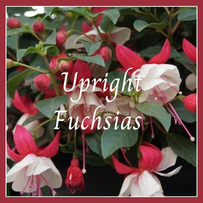This is a picture of a fuchsia plant.