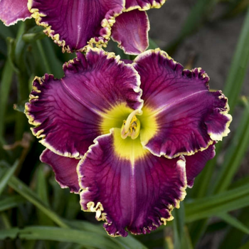 This is a picture of a hemerocallis daylily plant.