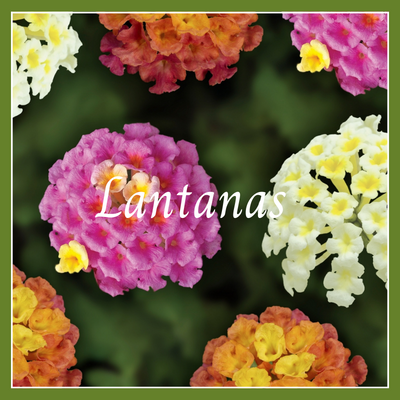 This is a picture of a lantana plant.