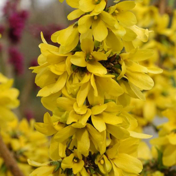 This is a picture of a forsythia shrub.