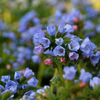 This is a picture of a pulmonaria lungwort plant.