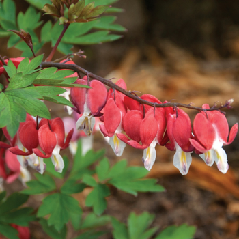 This is a picture of a dicentra bleeding heart plants.