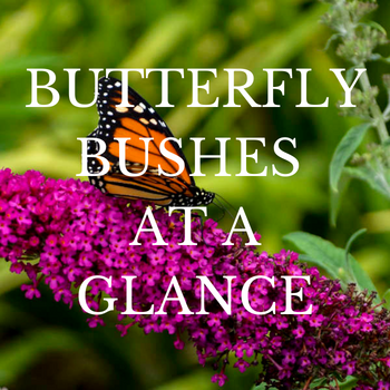 picture of a butterfly bush, buddleia