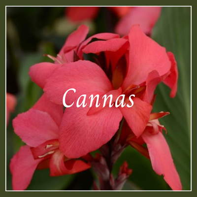 This is a picture of a canna plant.