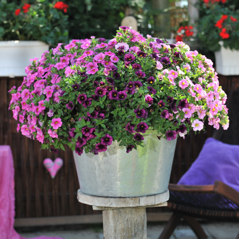picture of a container garden, patio container