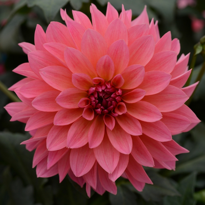 picture of a dahlia