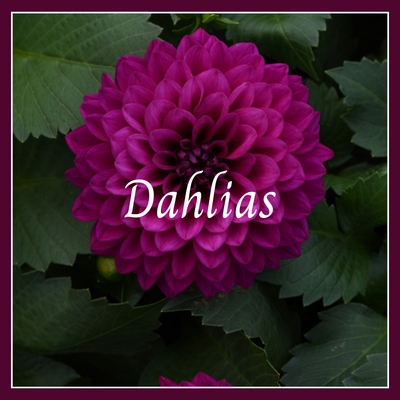 This is a picture of a dahlia plant.