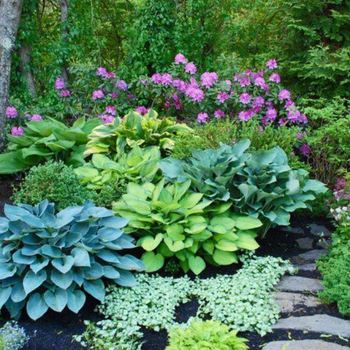 picture of shade loving plants, hostas