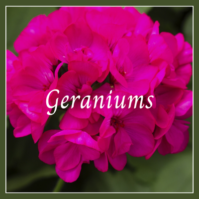 This is a picture of a geranium plant.