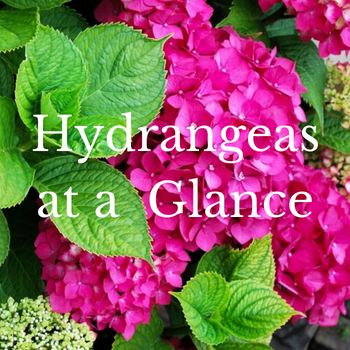 picture of a hydrangea