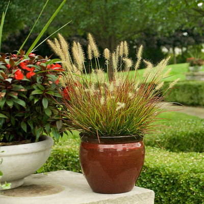 picture of ornamental grass, perennial grass