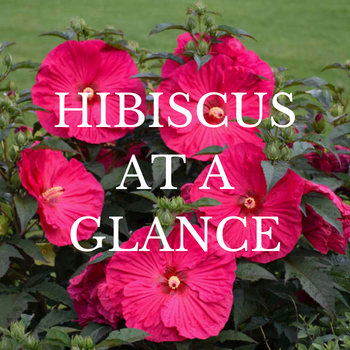 picture of a hibiscus shrub, rose mallow hibiscus
