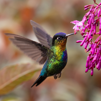 This is a picture of a hummingbird.