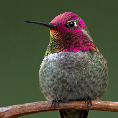 picture of a hummingbirds, plants that attract hummingbirds