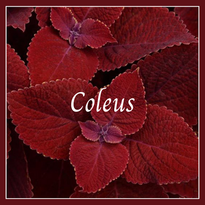 This is a picture of a coleus plant.