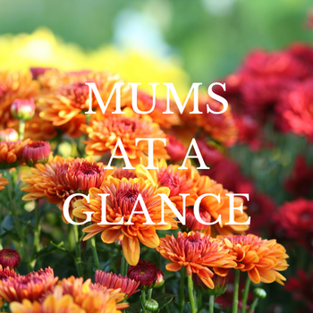 picture of a mum, chrysanthemum